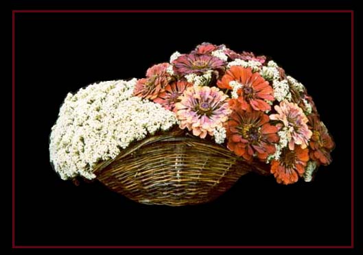 Benvenuti nella home page di PRECIOUSSS dry flowers compositions,doppio click per visitare il sito.